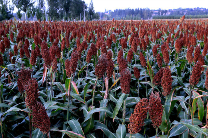 美食|舌尖上的东戴河:东北乌米