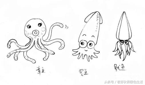 章鱼鱿鱼墨鱼乌贼八爪鱼的区别,鱿鱼章鱼八爪鱼墨鱼乌贼