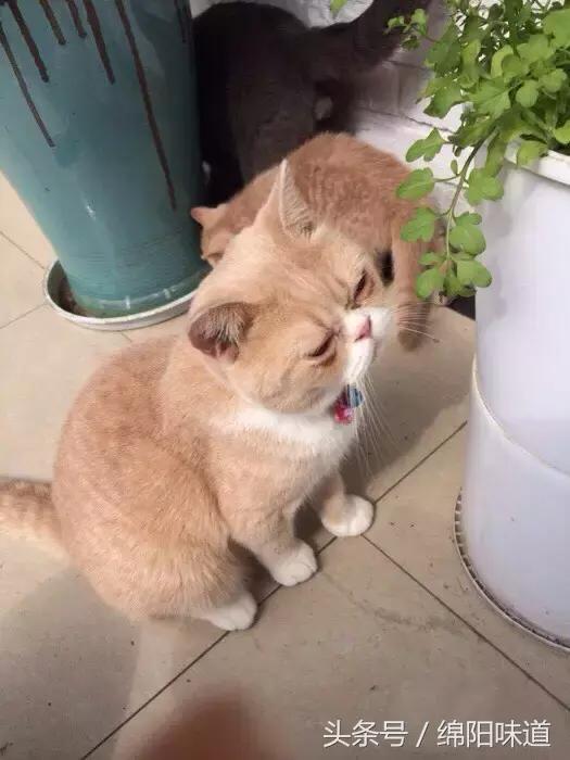 满足你的全部少女心,满足你所有少女心