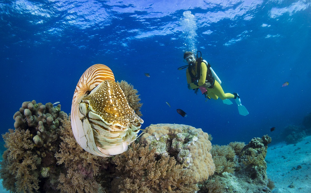 帕劳旅游最美风景攻略,帕劳旅游攻略自由行