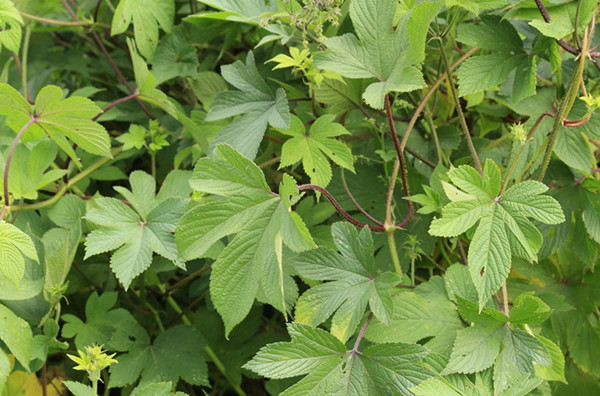农村常见的野草及功效,你知道的农村最常见的野草