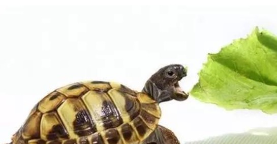 陆龟排酸什么意思,怎样帮助陆龟排便