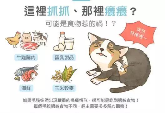 猫咪过敏的症状,猫咪过敏的症状有什么