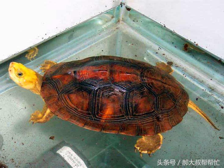 小乌龟的科普文章,小龟科普