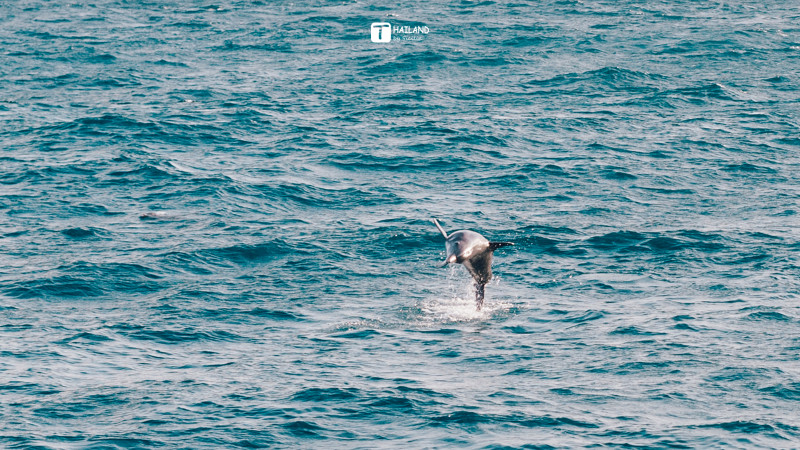回忆那年在泰国踏浪看海,带你一起去泰国看海