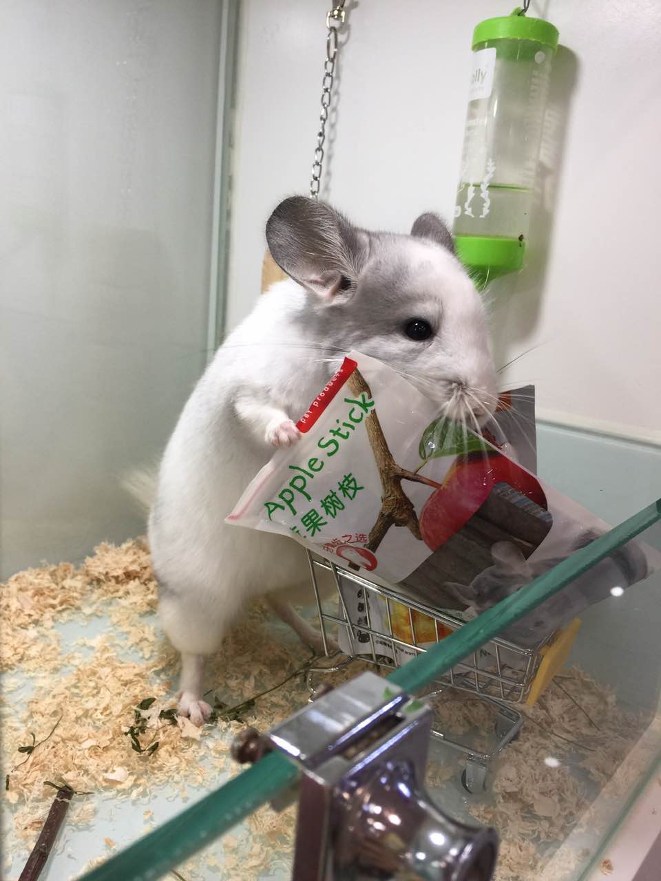 宠物龙猫原视频,宠物龙猫百科知识视频