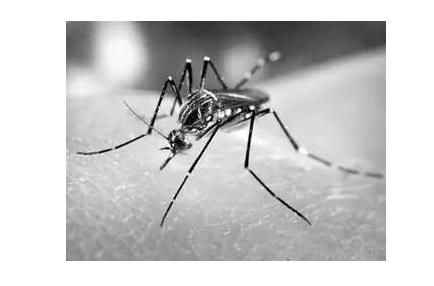 宝宝被蚊子叮咬感染登革热,这几天仅杭州地区就爆发100多病例