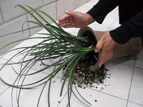 9月不翻盆来年开花少