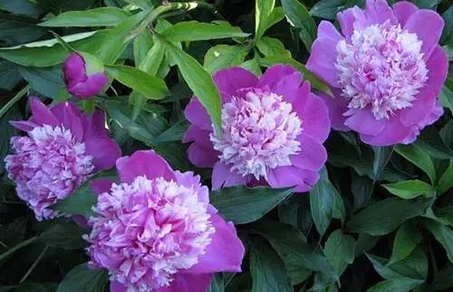 9月至12月什么花好看,9月适宜养的花