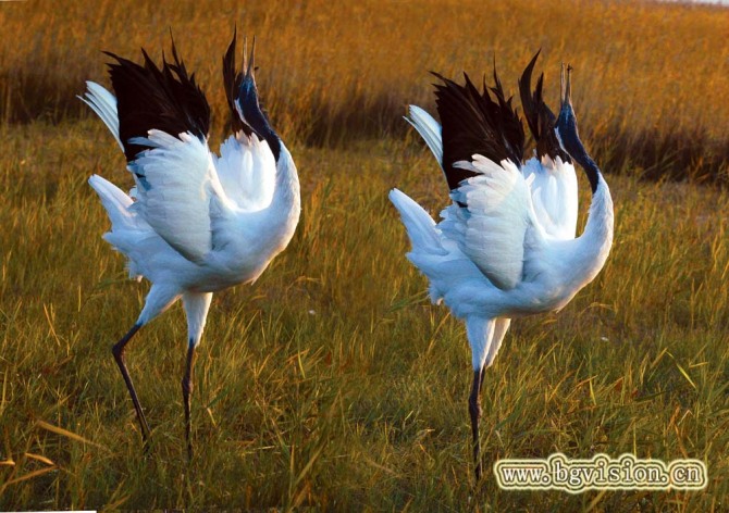 名曲闲云野鹤,古曲闲云孤鹤赏析