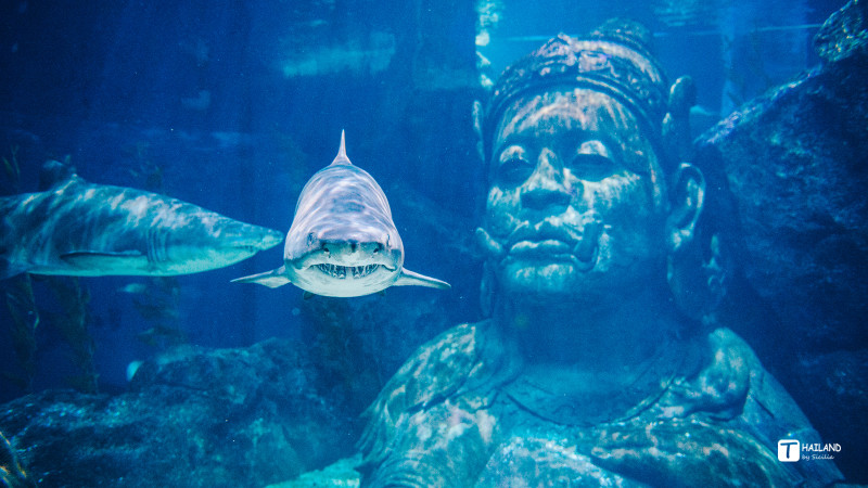 回忆那年在泰国踏浪看海,带你一起去泰国看海