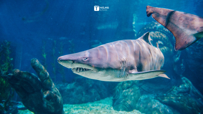 回忆那年在泰国踏浪看海,带你一起去泰国看海