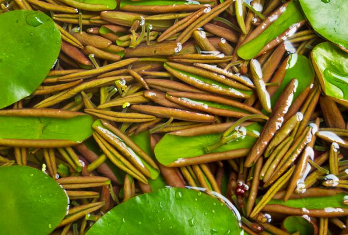 中国特有的蔬菜,中国特有蔬菜水果