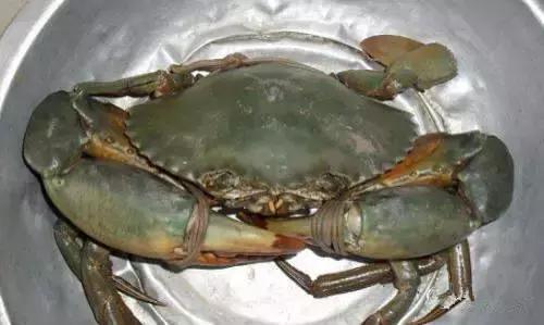 羊口开海！倒计时一天！第一网吃起来！看完哈喇子流一地