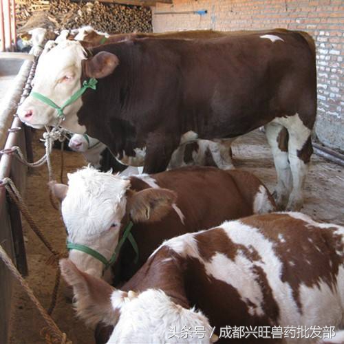 母牛繁育知多少,还看这几招