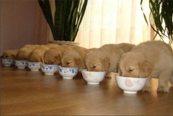 养金毛狗新手入门必备物品,如何训练金毛不吃他人的食物