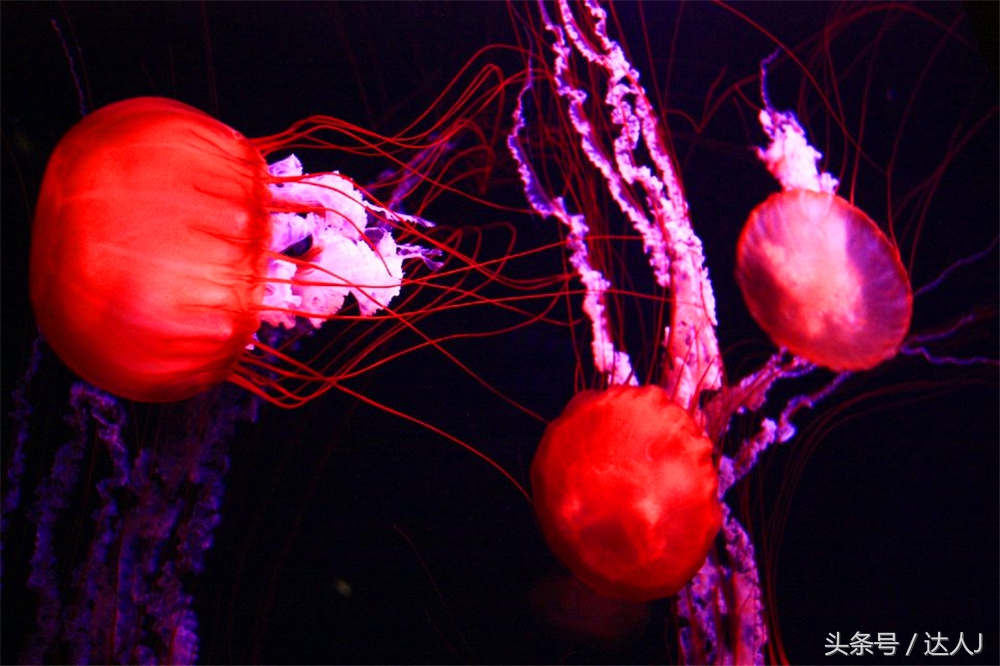 阿联酋滑雪场项目,阿联酋室内滑雪场