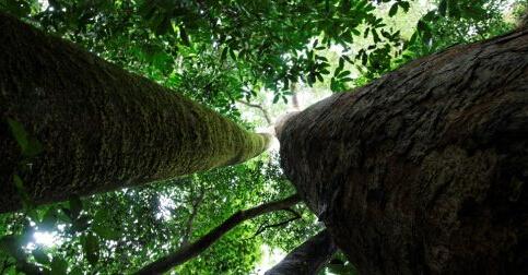 大自然新三层原木风地板批发价,大自然地板橡木之秋