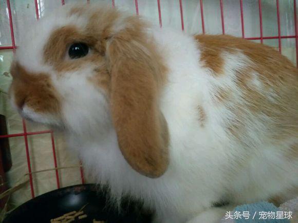 兔子生仔后尿血是怎么回事,兔子每天屎拉很多怎么回事