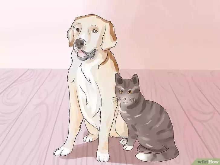 领养的新猫到家后的正确流程,怎么把新猫带回家