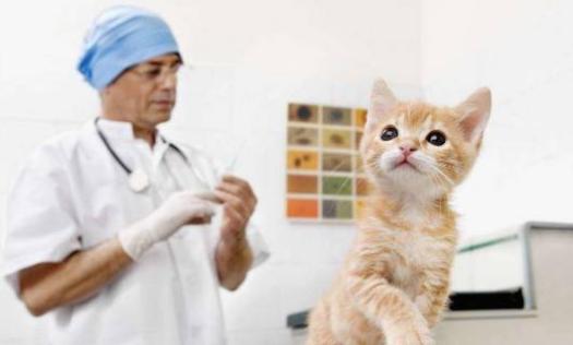 瑞鹏股票行情,瑞鹏盈利模式