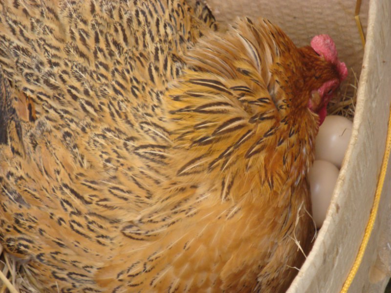 国内老百姓养殖什么动物能挣钱,农民养什么动物好赚钱