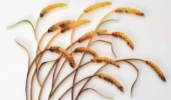 用衍纸做花简单又好,怎么用衍纸做花