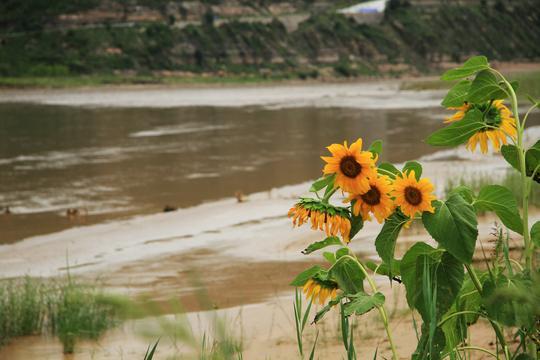 黄河岸边的久久护佑——白云山