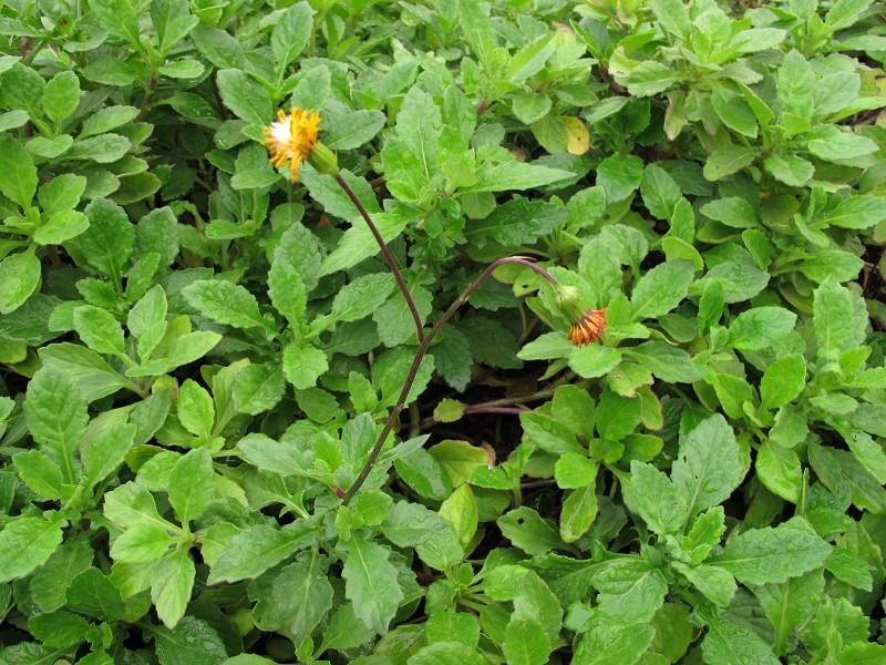 孕妇感冒牙痛耳心痛怎么办,怀孕晚期牙疼偏方