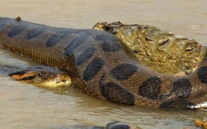 森蚺捕杀成年鳄鱼,森蚺捕食巨鳄