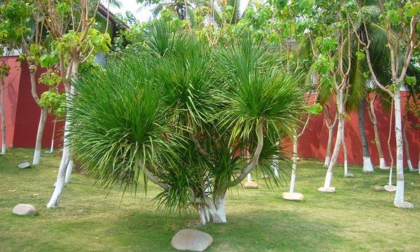 我国的国花是什么花正确答案,我国的国花是什么花