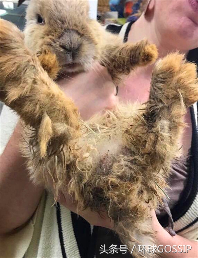 兔子牙齿弯怎么治疗,兔子牙齿逆生长能治好吗