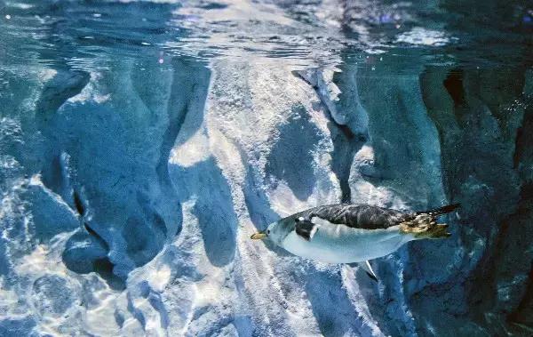 珠海长隆横琴酒店到海洋王国,珠海横琴长隆海洋王国门票价格