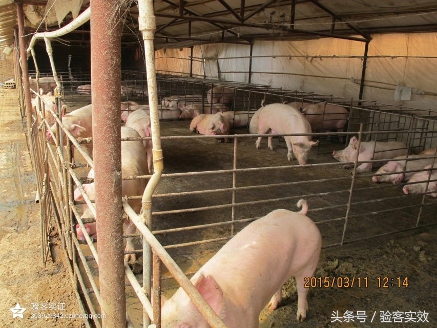 董广林做什么生意好,董广林猪业视频