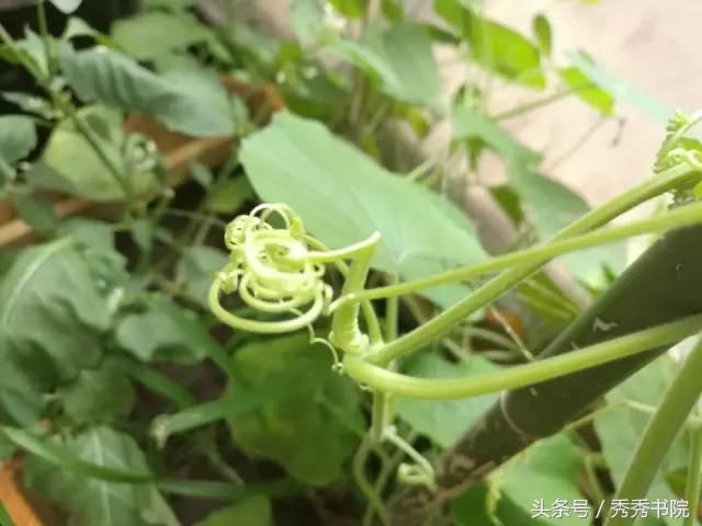 新婚燕尔其实是一曲爱情的悲歌,新婚燕尔出自哪首歌