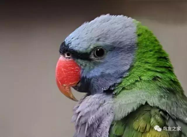 绯胸鹦鹉安达曼岛亚种,大绯胸鹦鹉