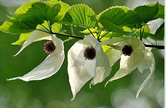 珙县情况,珙县的来历