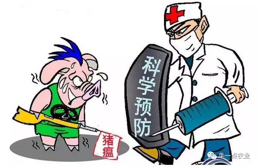 养好猪关键的几个步骤,养猪病大全及治疗方法