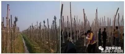 五角枫树下好多小五角枫怎么移栽,五角枫怎么养才好