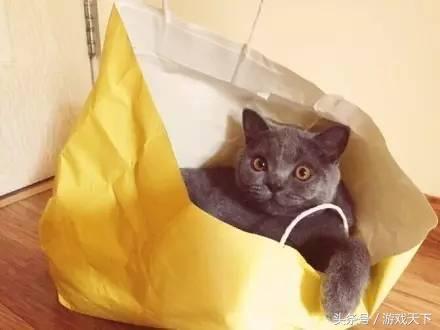 变戏精的猫,风情万种的猫