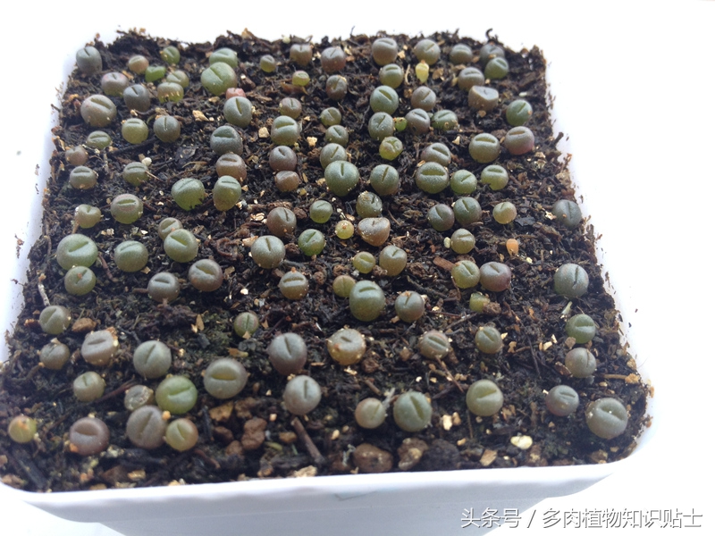 适合重庆养的多肉,重庆适合养多肉