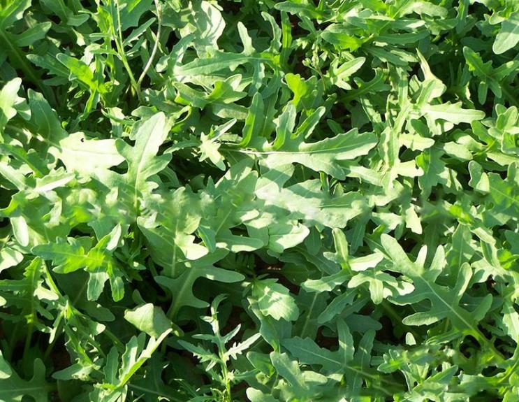 100种农业经济作物,有哪些种植业赚钱的