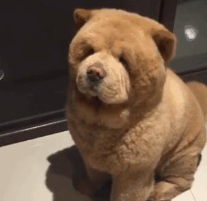 中华田园犬在其他国家是名犬吗,中华田园犬八大名犬国家保护动物