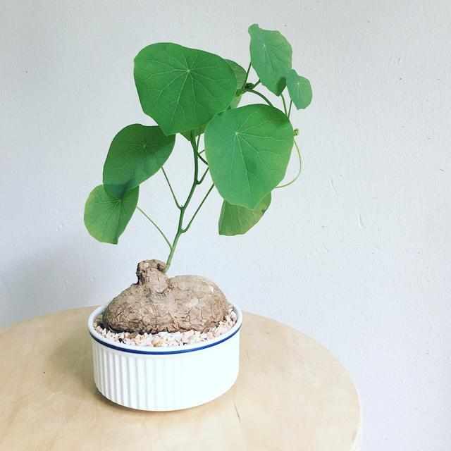 绿萝植物的特征介绍,绿萝观叶植物