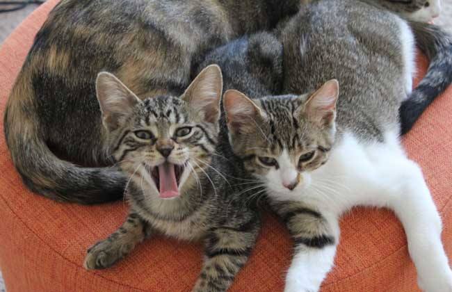 中国本土的猫都有哪些品种,战斗力最强的十种猫