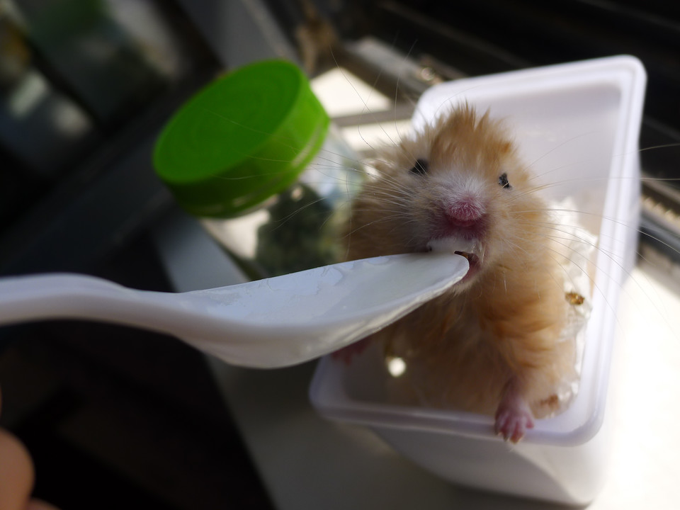 小仓鼠有鼠疫吃什么,仓鼠老年鼠容易得的病