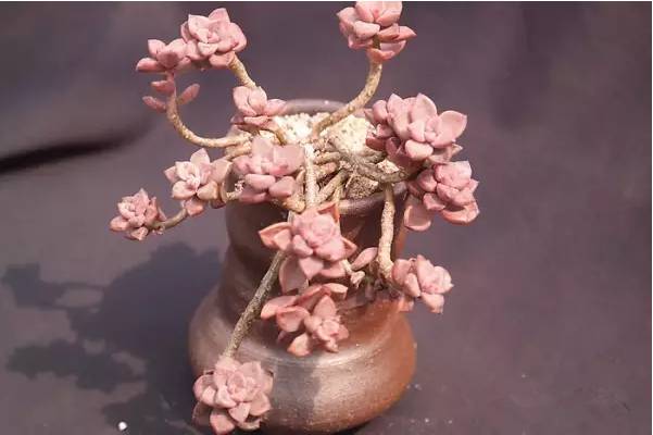 韩国多肉品种贵么,韩国多肉哪几种值得养