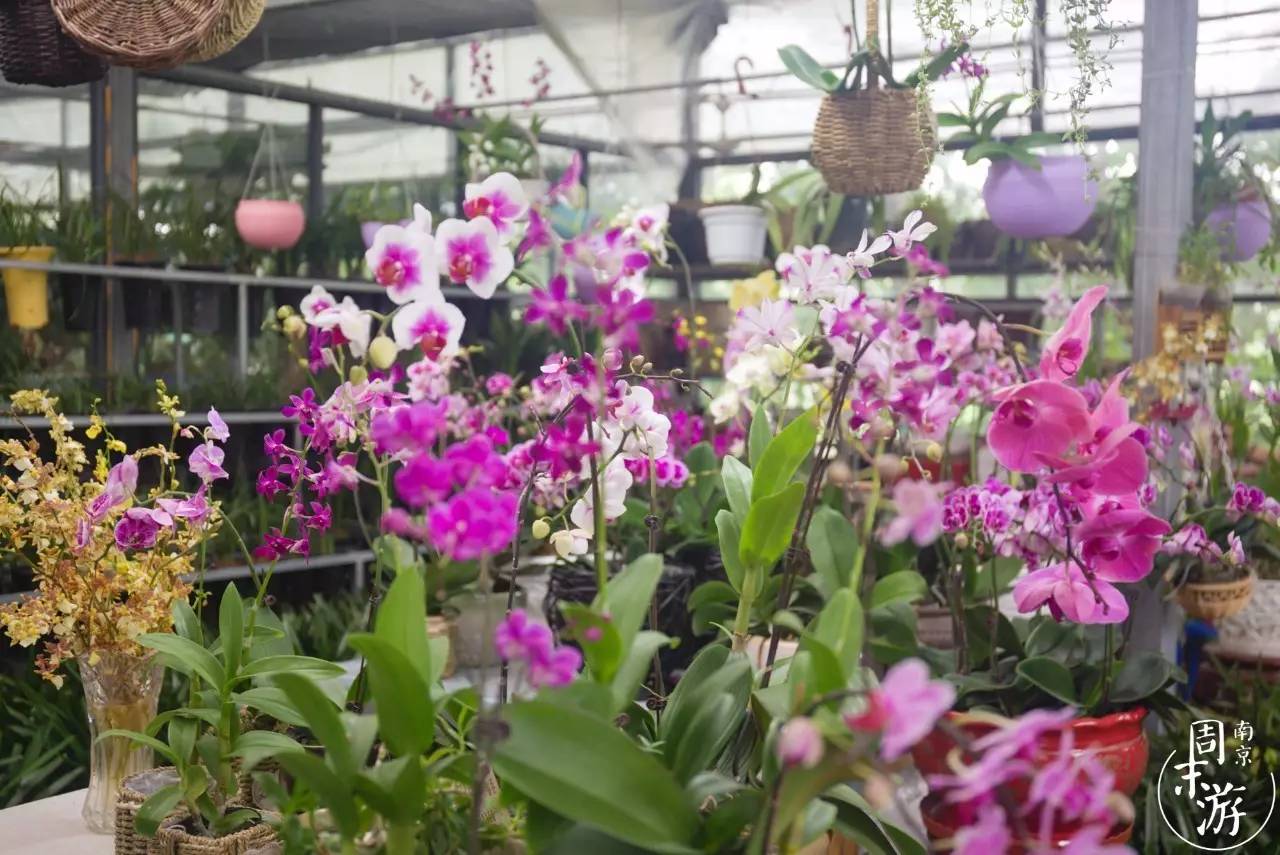 逛花鸟鱼虫市场的视频,南京花鸟鱼虫市场