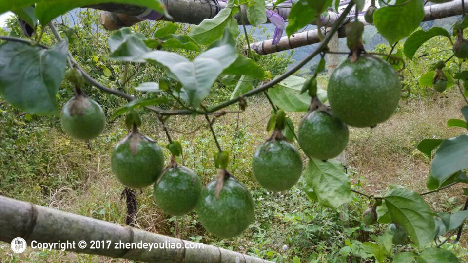 自己吃的百香果籽怎么种出百香果,百香果的籽真的能吃吗