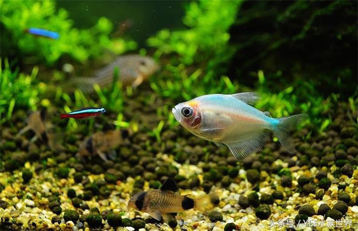 硝化细菌啥时候放草缸里,如何看草缸里硝化细菌